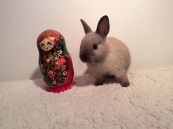 Králíci